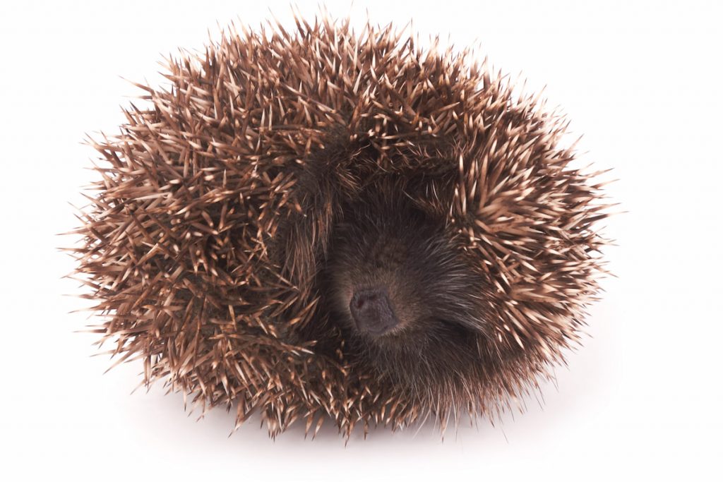 Roll Little hedgehog with spiky on while background 