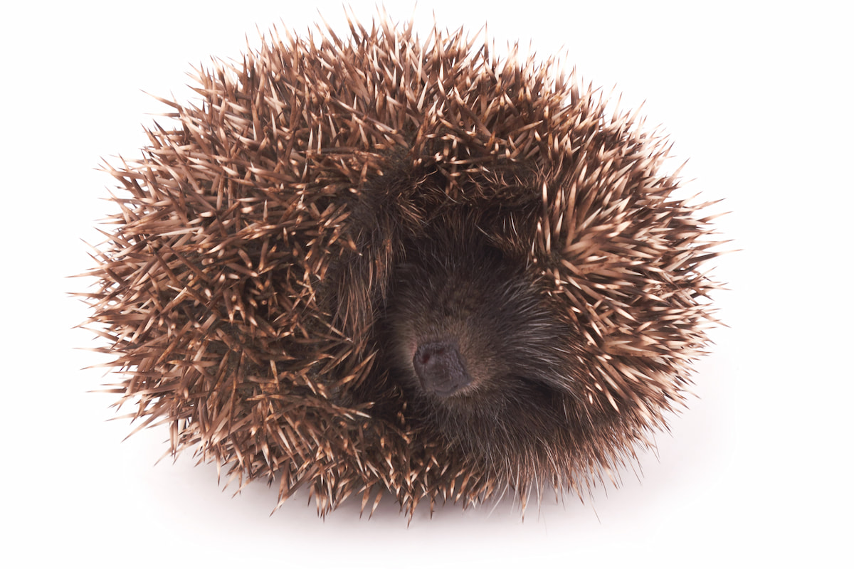 Can Hedgehogs Shoot Their Quills? Hedgehog Harmony