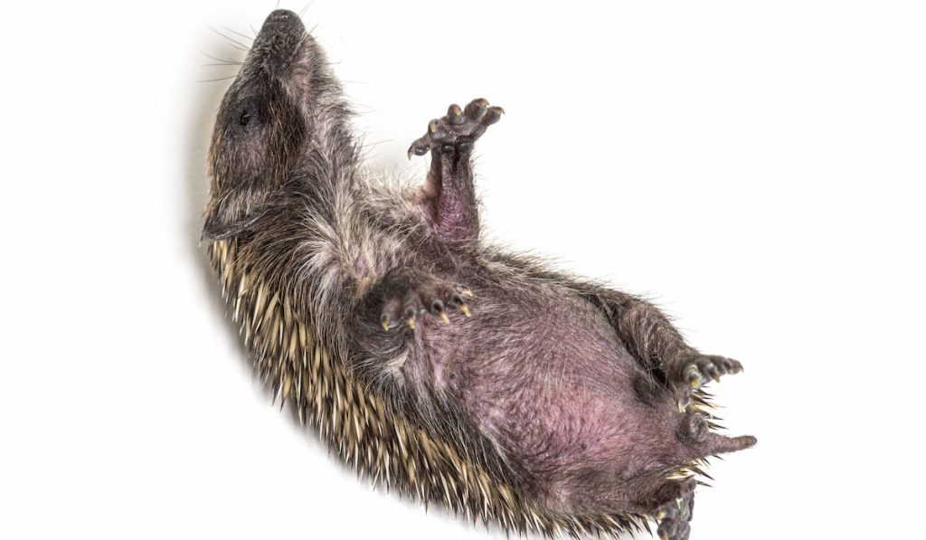 Sick Young European hedgehog in distress, on white background