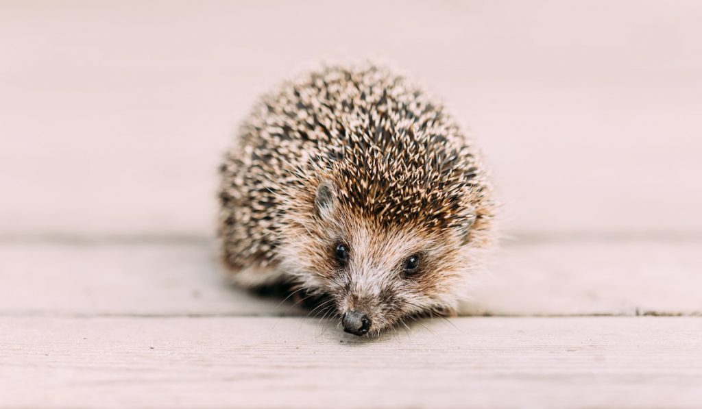 Small Cute Hedgehog Standing On Wooden Floor 