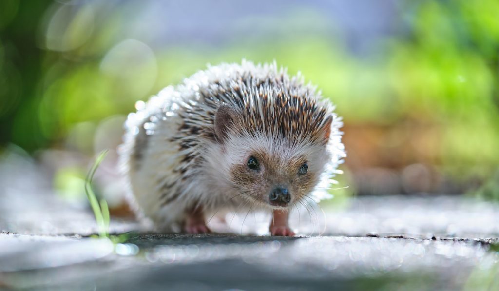 Small african hedgehog pet on green grass outdoors on summer day