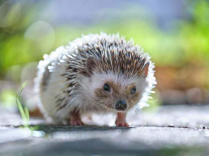 Small-african-hedgehog-pet-on-green-grass-outdoors-on-summer-day