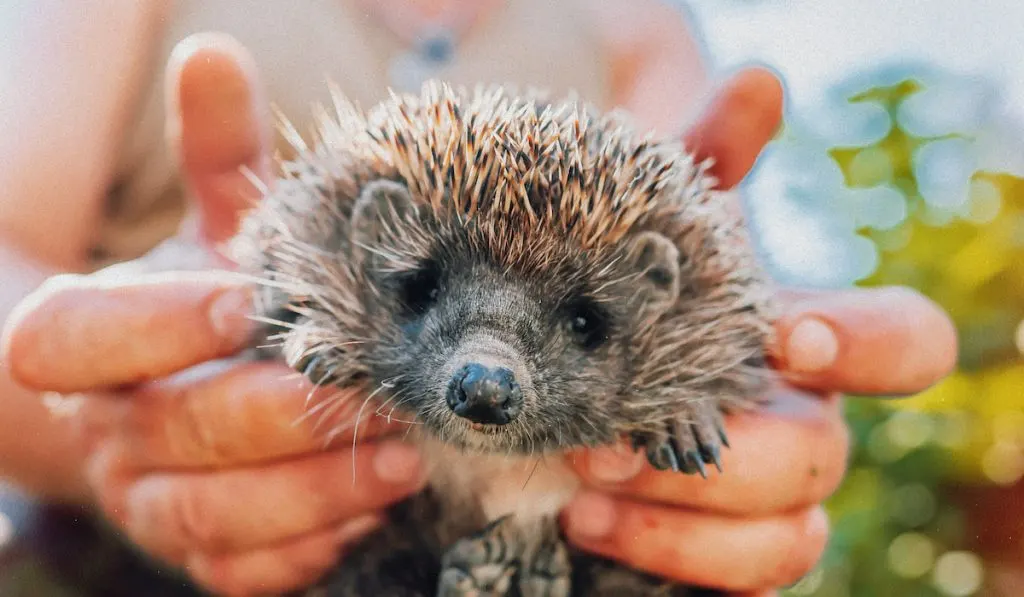 Sweet hedgehog in male hands 