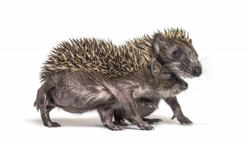 Two Young European hedgehog playing together 