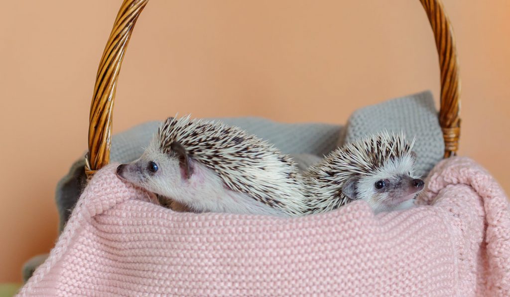 Two cute hedgehogs are sitting in basket
