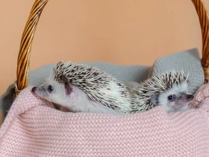 Two-cute-hedgehogs-are-sitting-in-basket