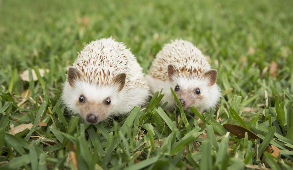 Two hedgehogs on the grass 