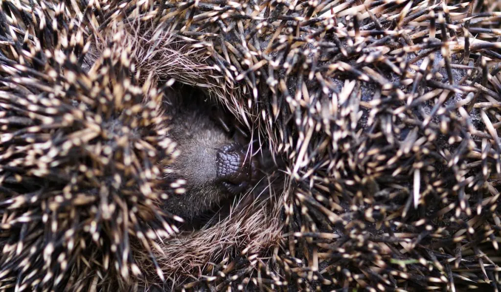 Western European Hedgehog (Erinaceus) curled up into a ball