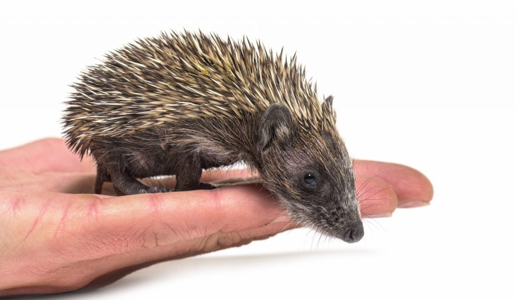 Young European hedgehog on a human hand