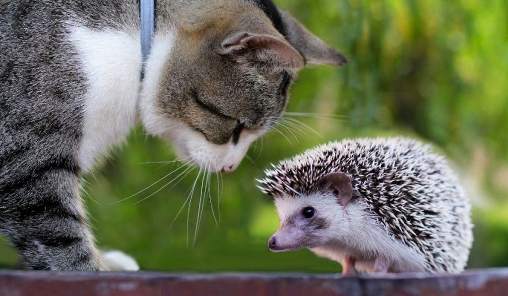 a cat and a hedgehog looking at each other