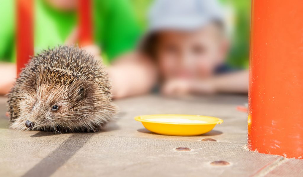 a hedgehog and image of blurry kid on the background 