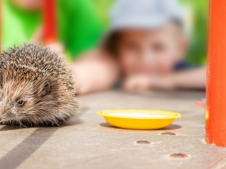 a-hedgehog-and-image-of-blurry-kid-on-the-background