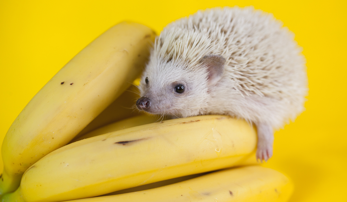 Can Hedgehogs Eat Bananas? - Hedgehog Harmony