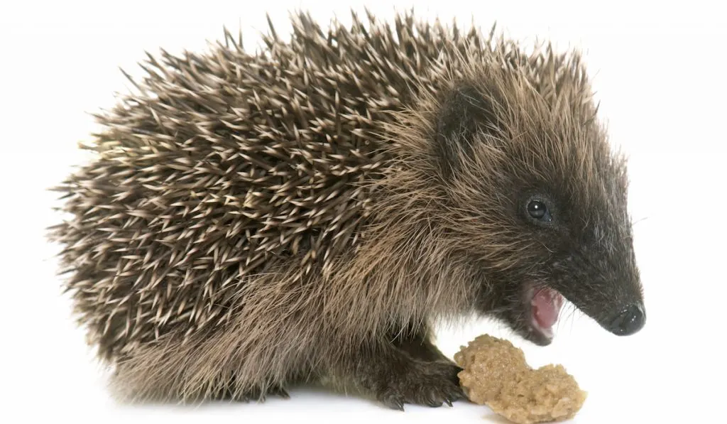 baby hedgehog eating on white background 