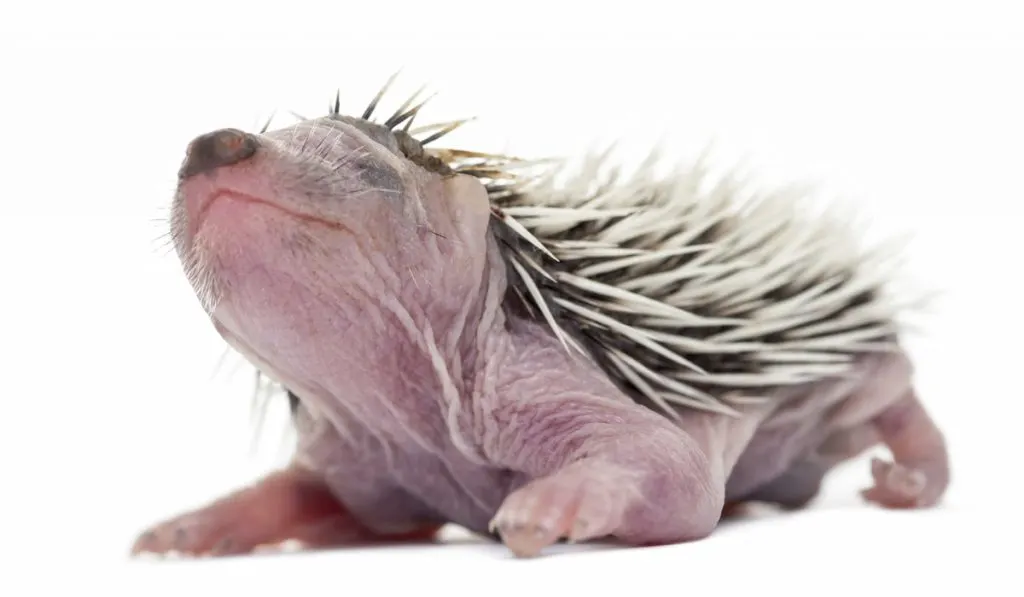 baby hedgehog hoglet on white background