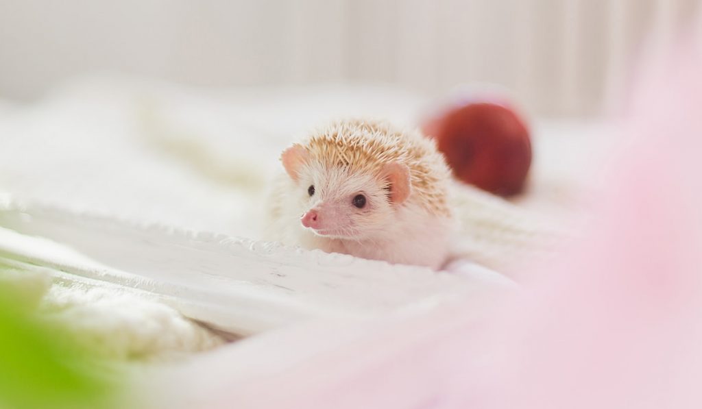 baby hedgehog on light background 