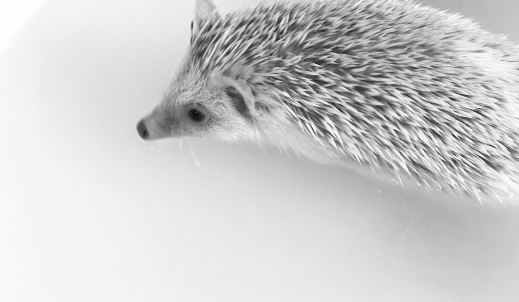 bath time for hedgehog on white background 