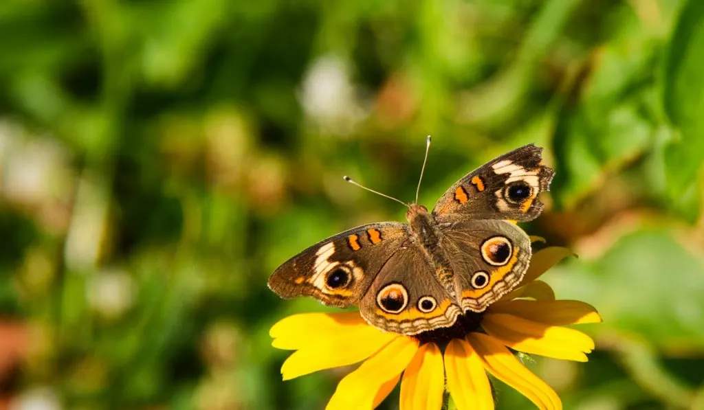 butterfly on a sunflower