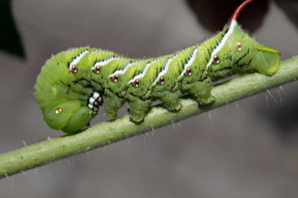 closeup of Hornworms on a stem 