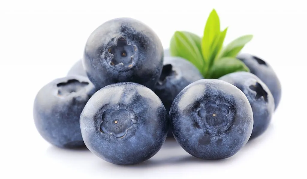 closeup shot of blueberries with leaves on white background