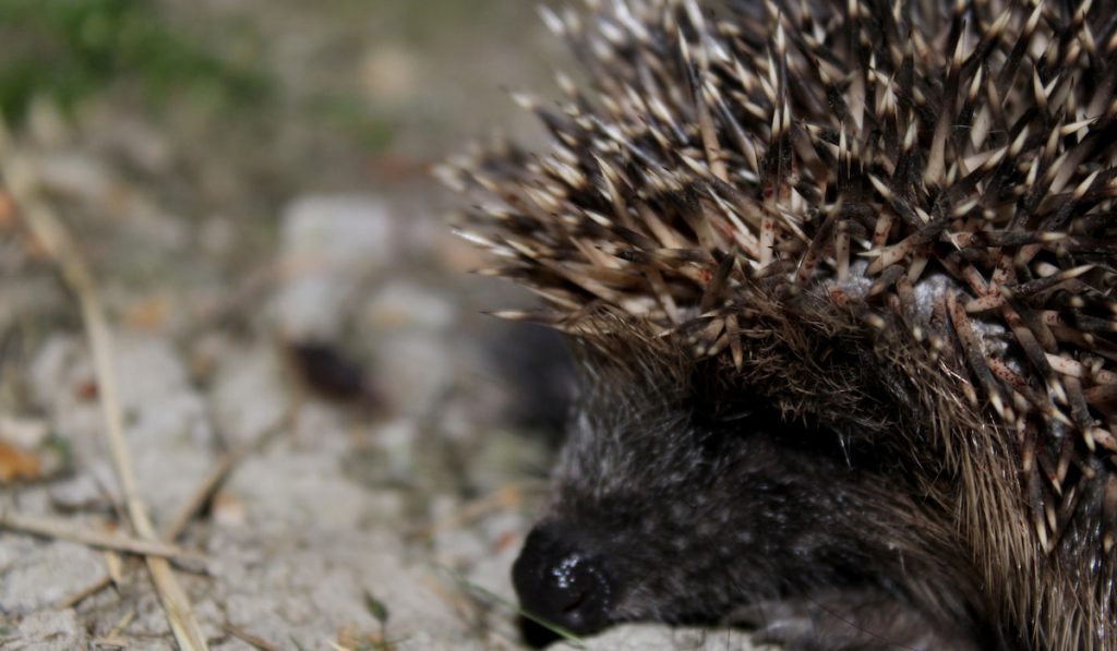closeup shot of hedgehog 