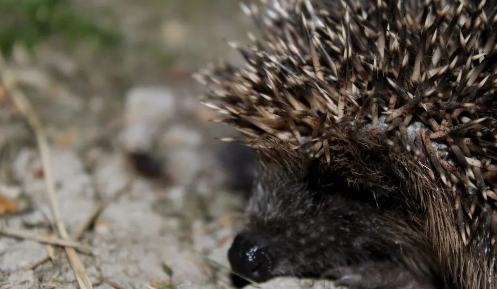 closeup shot of hedgehog