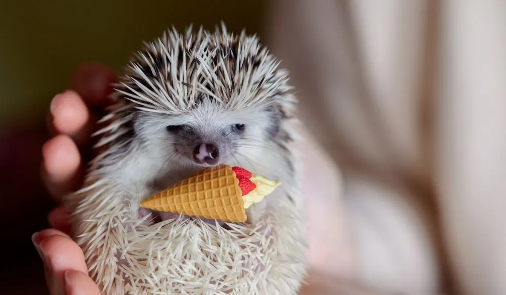 cute little hedgehog holds ice cream cone on its paws