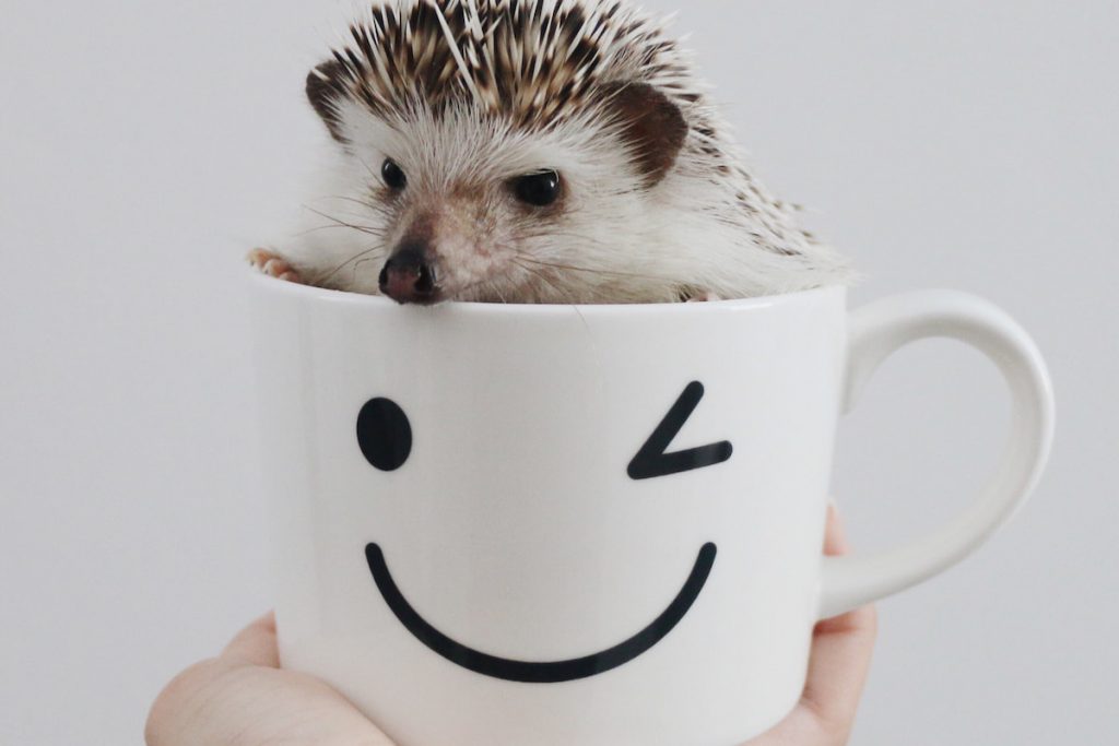 cute little hedgehog in a white mug 