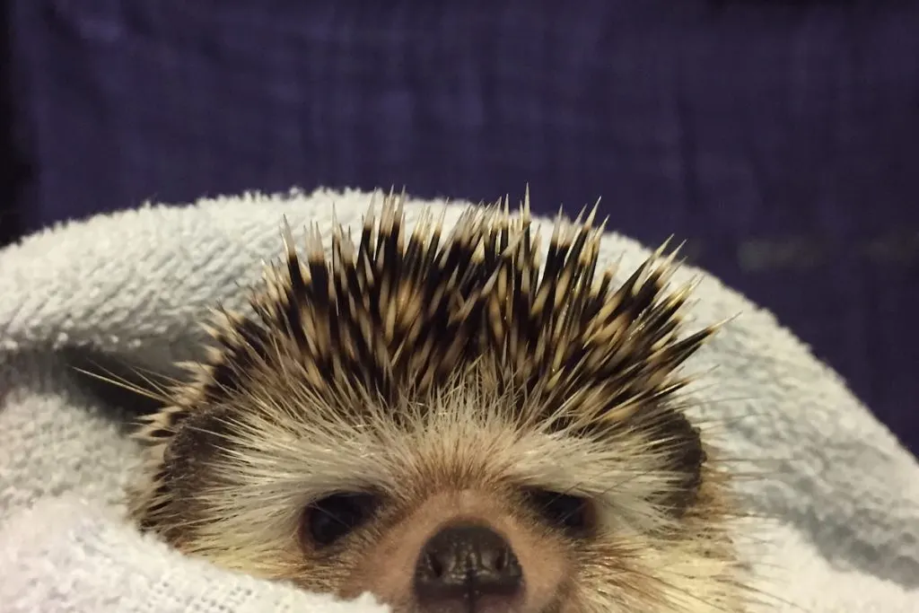 cute little hedgehog in blanket