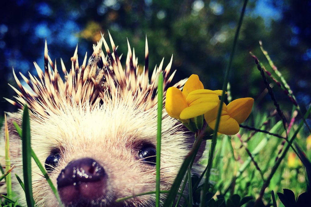 cute little hedgehog outdoor 