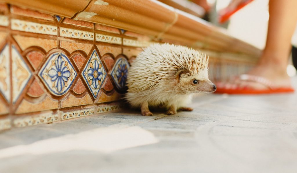 domesticated hedgehog scampering around the house 