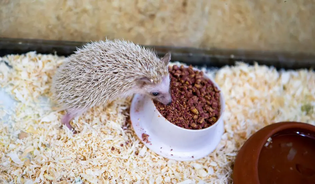 dwarf hedgehog eating food in a bowl 
