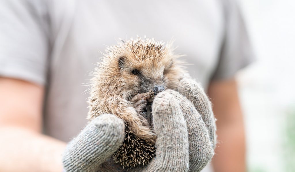 hand holding a little wild prickly hedgehog curled up in a ball