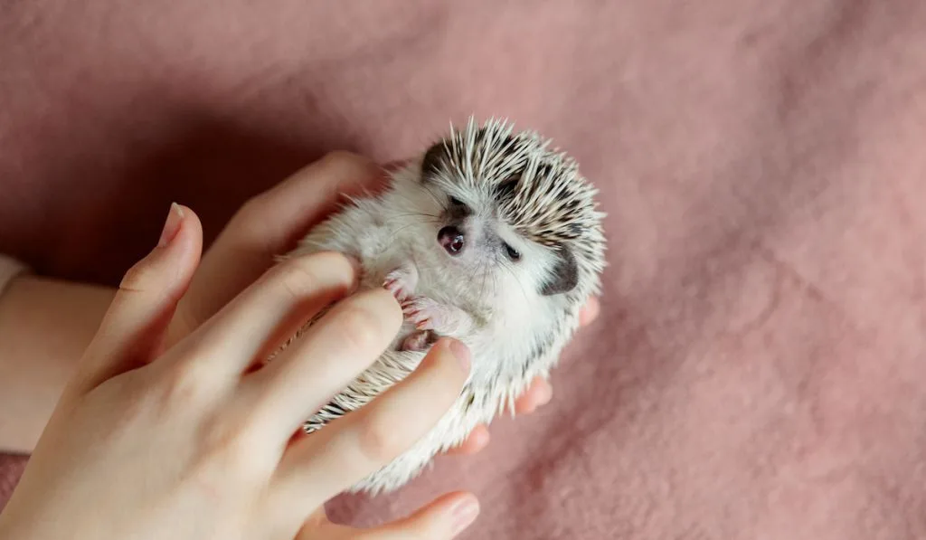 hand of woman playing with her favorite pet hedgehog 