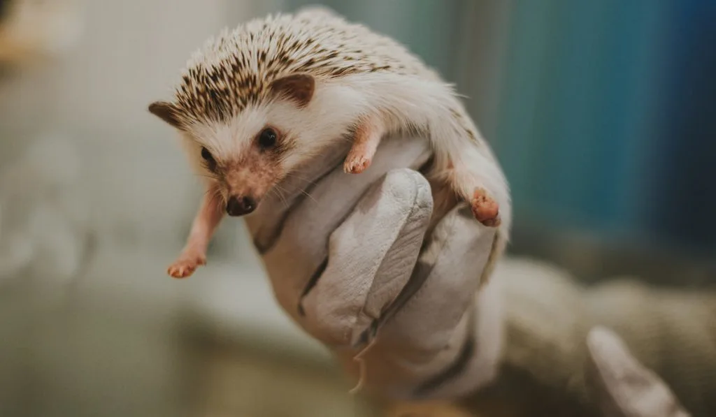 hand wearing gloves holding Little hedgehog 