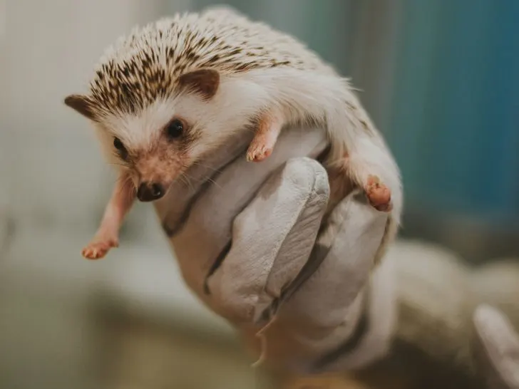 hand-wearing-gloves-holding-Little-hedgehog