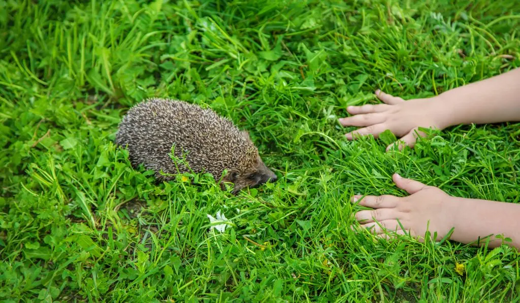 hands of a kid and hedgehog on the grass 