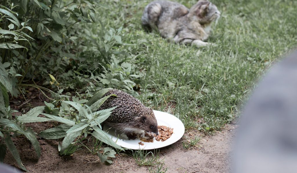 hedgehod eating dry cat foods on a plate with cat on the background