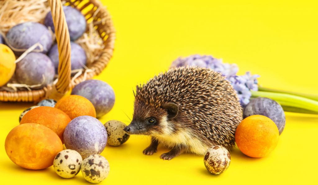 hedgehog and basket of colorful eggs 