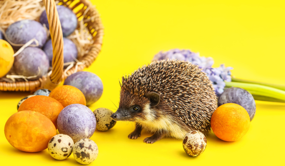 Can Hedgehogs Eat Eggs? - Hedgehog Harmony