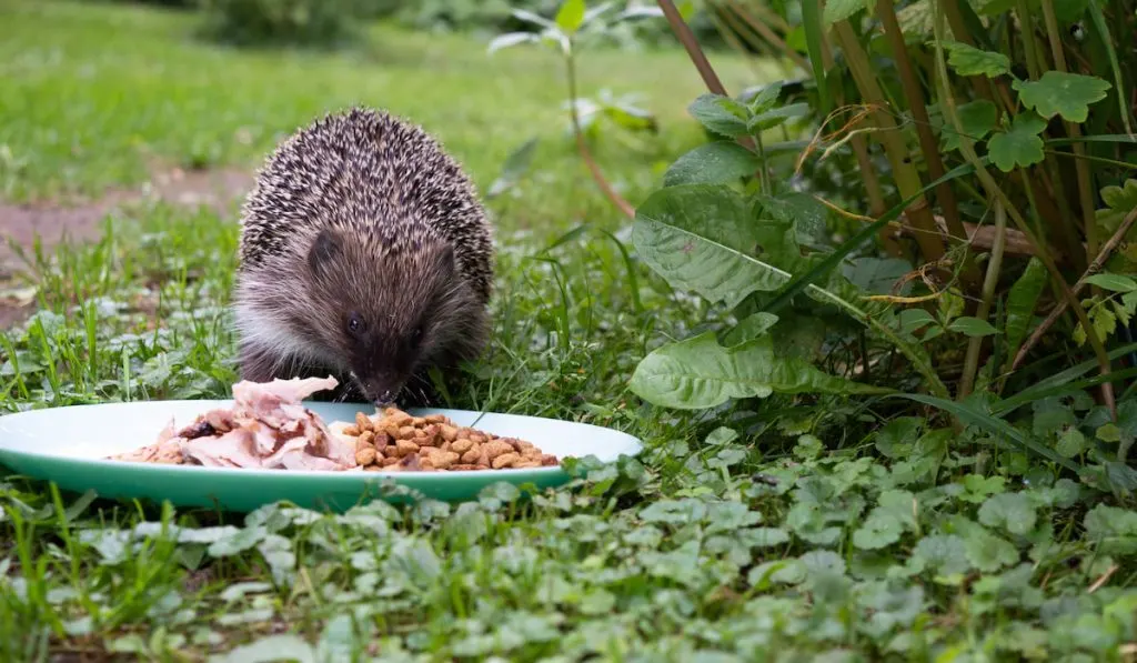hedgehog eating chicken meat dry cat food outdoor