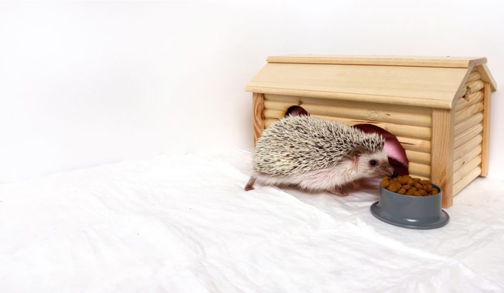hedgehog eating dog food with wooden house 