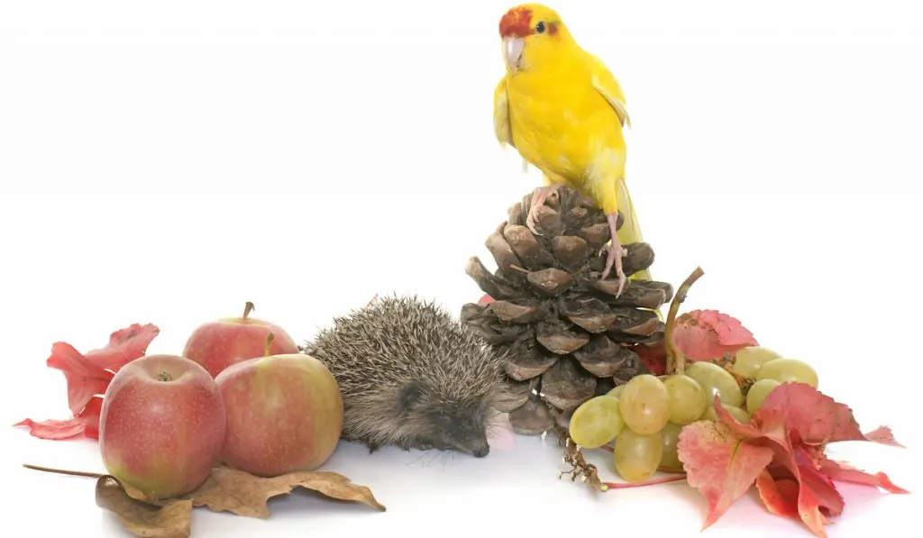hedgehog in autumn theme with apples and grapes 