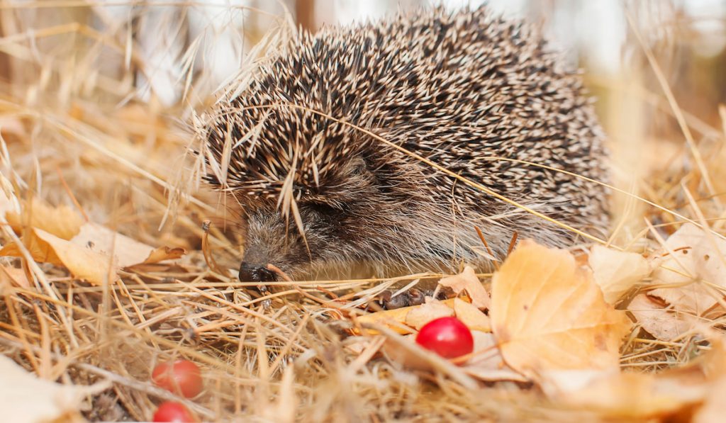 hedgehog in autumn in the forest close-up 