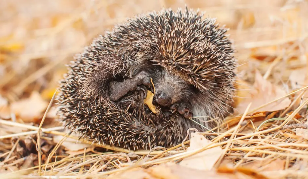 hedgehog in autumn in the forest close-up