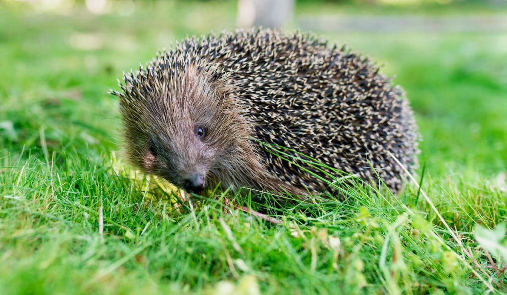 hedgehog on green grass 