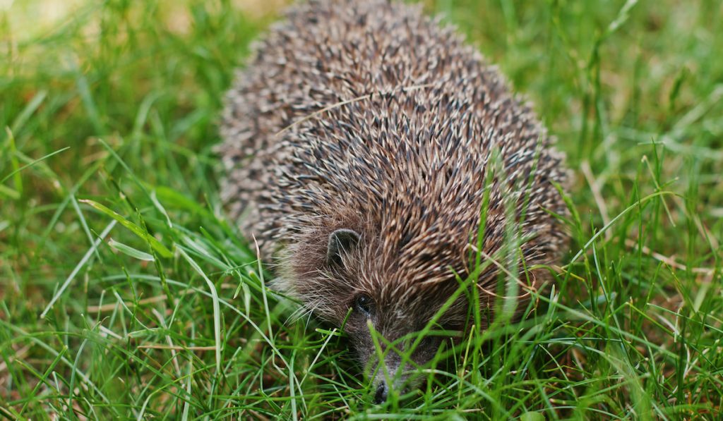 hedgehog on the green grass 