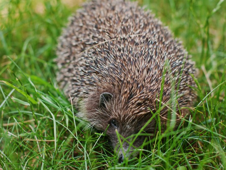 hedgehog-on-the-green-grass