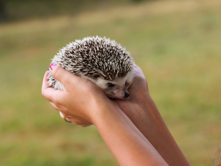 hedgehog-on-the-hand-of-a-woman