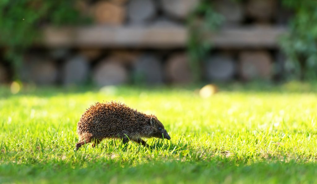 hedgehog running on the grass